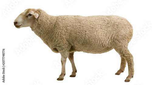 Schilderij op canvas Sheep with thick wool standing profile view