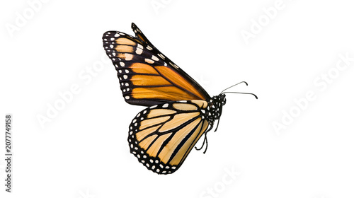 Tableau sur toile Monarch butterfly with orange and black wings