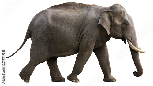 Konstfotografi Asian elephant walking tusks large ears, wrinkled skin