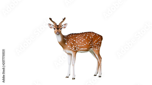 Bild auf Leinwand Spotted deer with antlers standing