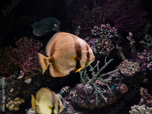Fotografija Exotic pinnate batfish swimming in aquarium tank