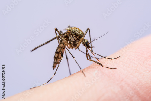 Malaria Infected Mosquito Bite. Leishmaniasis, Encephalitis, Yellow Fever, Dengue, Malaria Disease, Mayaro or Zika Virus Infectious Culex Mosquitoe Parasite Insect Macro.