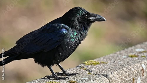 Close-up of a common raven perched on a stone wall with iridescent black feathers and sharp beak, high-resolution wildlife nature portrait