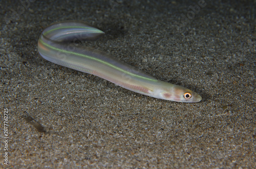 Foto Balearic conger eel from the Mediterranean Sea