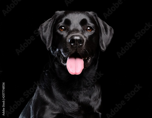 black labrador dog sitting with his tongue out on a black background