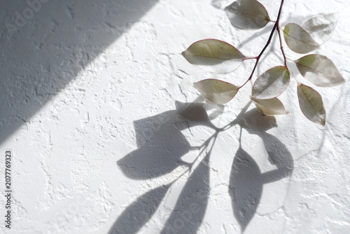 Elegant Tree Branch Shadows Cast on a Clean White Wall Background
