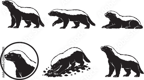 Foto Honey Badger Silhouette Icon Set Collection Fearless Mustelid Black Vector Wildl