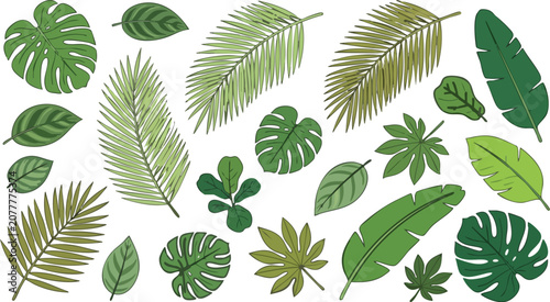Vászonkép Tropical Leaves Collection, Vector Illustration With White Background