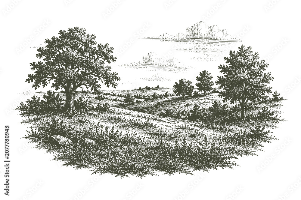 Fototapeta premium Vintage engraved countryside meadow vector illustration featuring rolling fields with scattered trees in detailed hand drawn etching style for landscape design