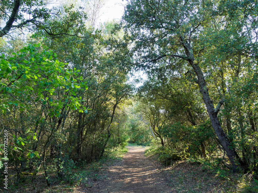 Fototapeta premium Environment in Moissac-Bellevue in Provence (Var) - Circular hiking trail lined with oaks and pines following the terraced southern slope starting from the rocky promontory