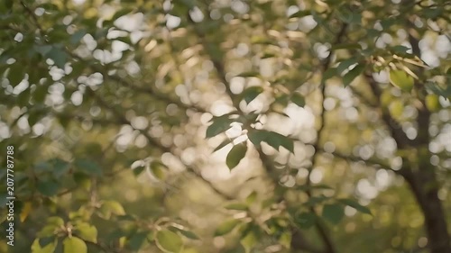 Sunlight Filtering Through Green Leaves with Gentle Wind Movement in Natural Forest Setting