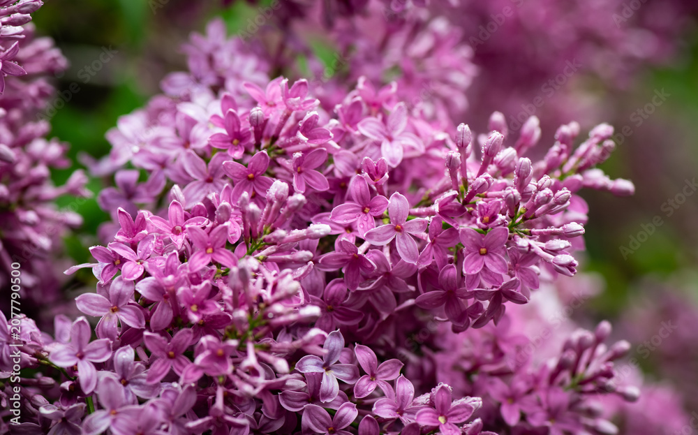 Fototapeta premium Nice close up photo of lilac flowers under the rain at Hryshko National Botanical Garden, Kiev, Ukraine 