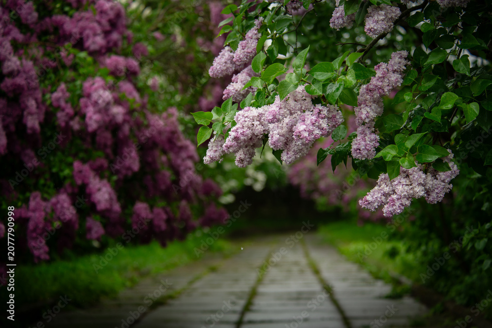 Obraz premium Nice close up photo of lilac flowers under the rain at Hryshko National Botanical Garden, Kiev, Ukraine