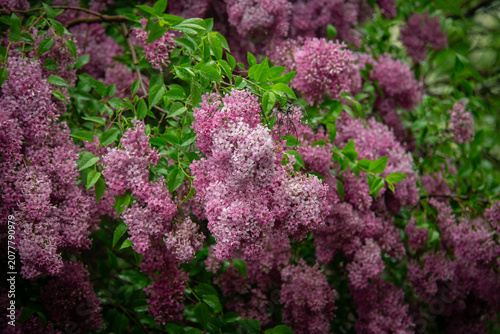 Nice close up photo of lilac flowers under the rain at Hryshko National Botanical Garden, Kiev, Ukraine	
