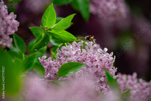 Nice close up photo of lilac flowers under the rain at Hryshko National Botanical Garden, Kiev, Ukraine	

