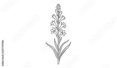 Foto Single Rajnigandha Tuberose Flower Stem Flat Vector Illustration Isolated on Whi