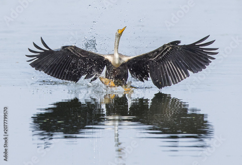 Tableau sur toile Oriental Darter landing on water