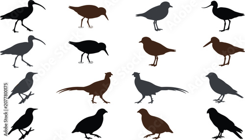 Quadro su tela Shorebird and gamebird silhouette vector set featuring curlew sandpiper pheasant