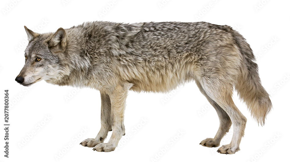 Fototapeta premium Gray wolf standing profile view