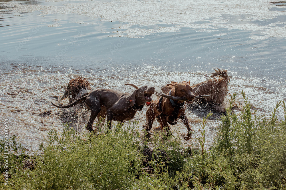 Obraz premium Four brown dogs play in shallow water, splashing and creating droplets. Green grass borders the scene, with a calm water surface in the background.