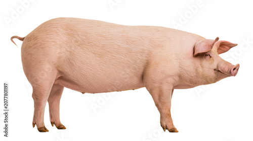 Konstfotografi Pink pig standing profile view