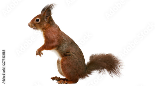 Bild auf Leinwand Red squirrel standing on hind legs with bushy tail