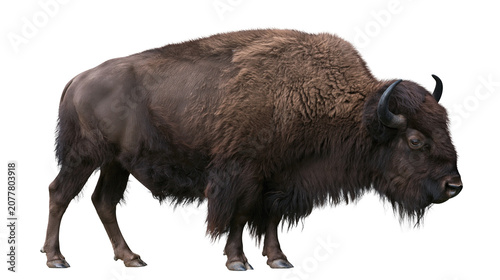 Tableau sur toile American Bison with shaggy brown fur and horns