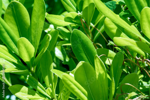 Photography Detailed close-up shot of lush green plant leaves basking in bright natural sunlight