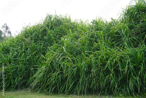 Dense Cluster of Tall Green Grass in Rural Field