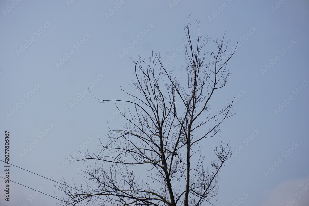 Obraz premium Bare Tree Branches Silhouetted Against Pale Blue Sky