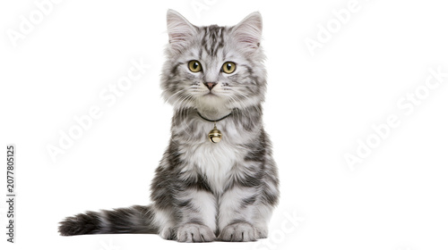 Tablou pe pânză Fluffy grey tabby kitten with yellow eyes wearing a bell collar