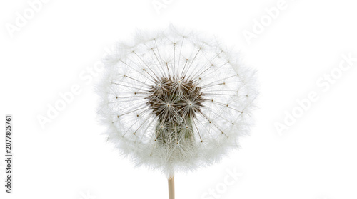 Cuadro en lienzo Dandelion seed head with delicate white fluff and brown center