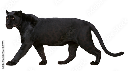 Tablou pe pânză Black panther walking with yellow eyes and black fur