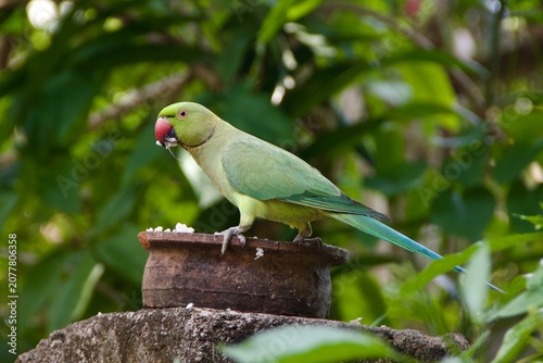 Rose-ringed parakeet feeding from a clay pot in tropical garden, Sri Lanka