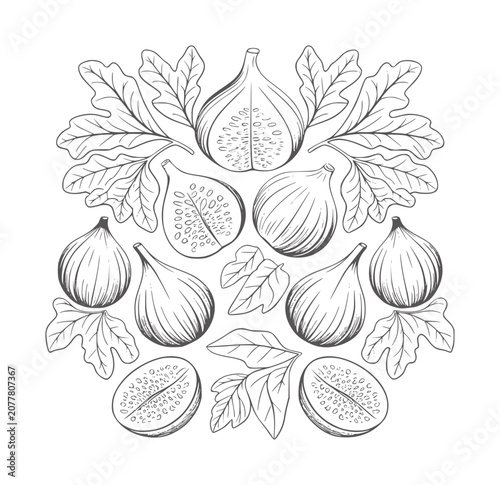 Hand drawn of whole and halved figs with leaves arranged in a circular pattern fruit