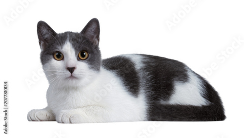 Tablou pe pânză Gray and white cat lying down with yellow eyes