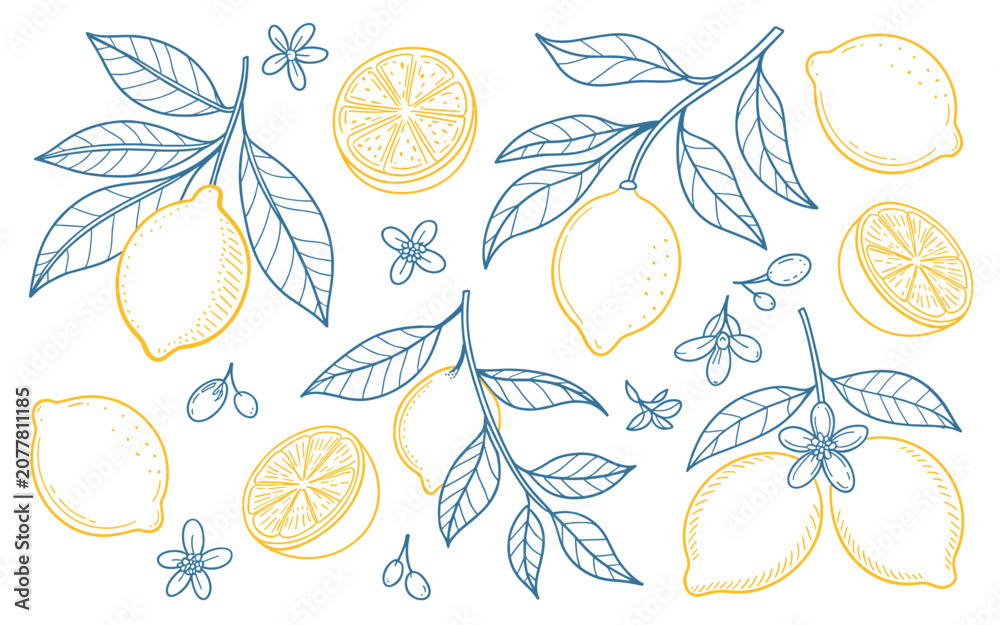 Fototapeta premium Elegant hand-drawn lemon fruits, blossoms, and branches rendered in bright blue and yellow line art on a clean white background.