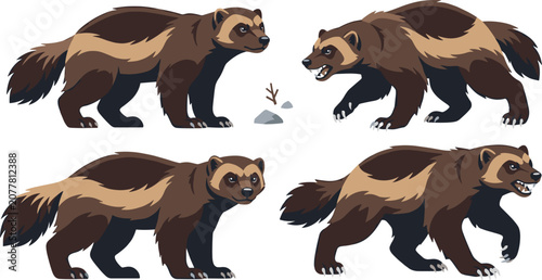Cuadro en lienzo Wolverine animal vector illustration elements set showing wild predators in vari