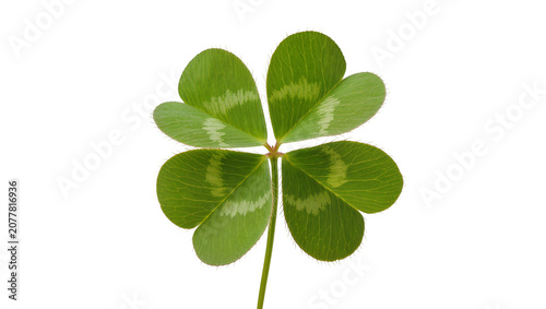 фотографія Four-leaf clover with green leaves and visible veins, isolated on transparent ba