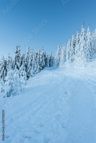 Hiking trail with frozen trees around and clear sky during freezing winter day with clear sky
