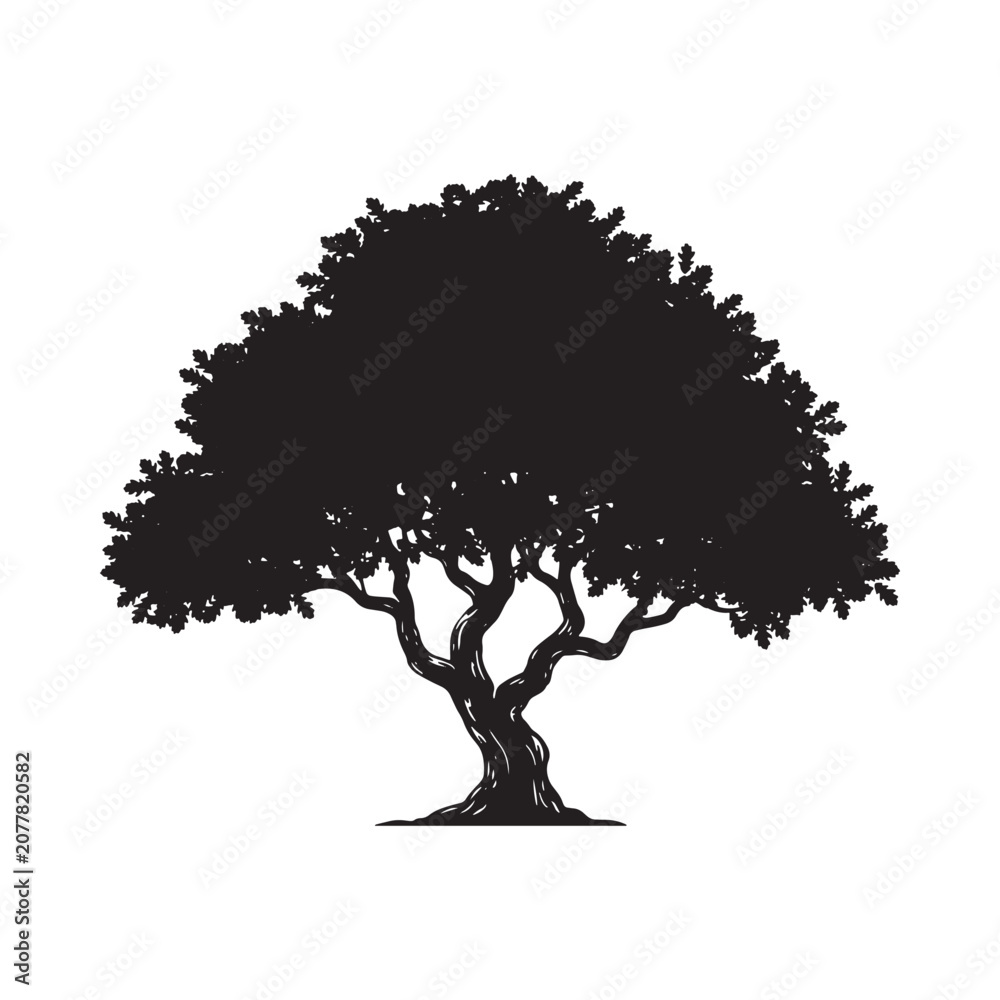Fototapeta premium Oak tree silhouette against a white background detailed branching structure