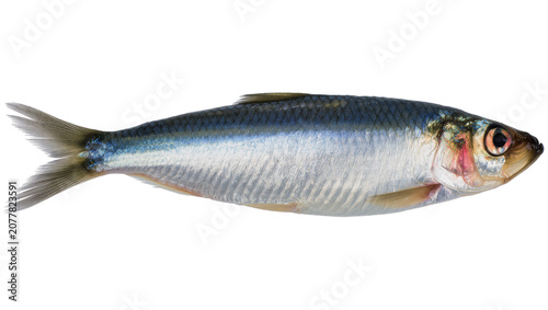 Photography Fresh whole sardine fish with blue and silver scales