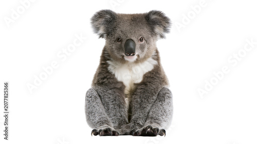Photography Cute koala bear sitting facing forward with fluffy ears and white chest