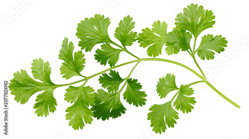Photos Fresh green cilantro herb sprigs with delicate leaves