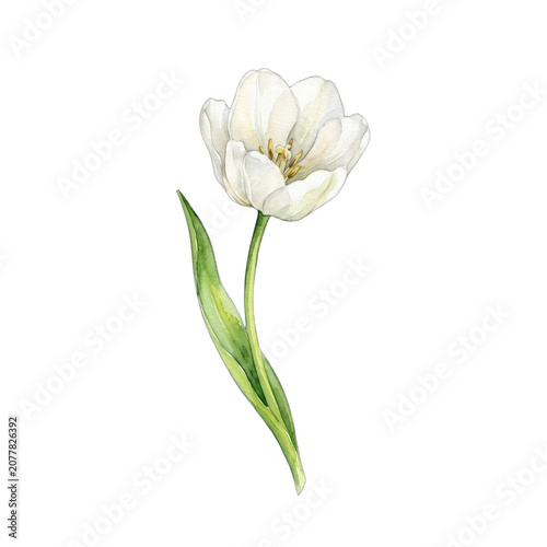 Watercolor white tulip flower isolated on black background