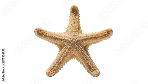 Obraz na plátně Textured beige starfish with five arms, isolated on transparent background