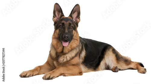Photos German Shepherd dog lying down with tongue out