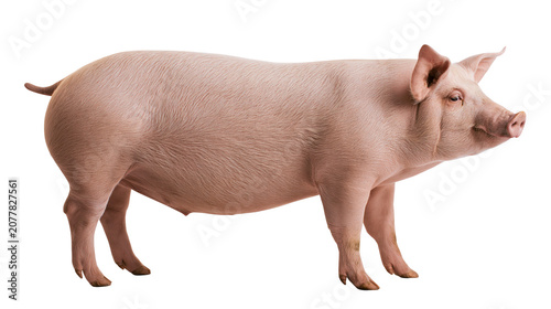 Konstfotografi Pink pig standing profile view