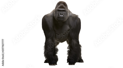 Tableau sur toile Silverback gorilla standing front view powerful primate