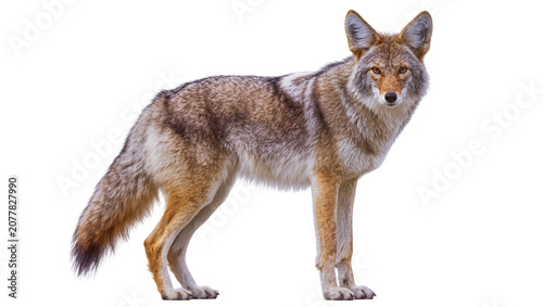 Canvas Print Coyote standing profile view with alert expression